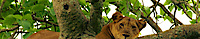 Queen Elizabeth National Park